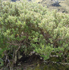Olearia nummulariifolia