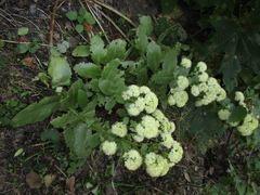 Hylotelephium maximum maximum