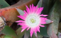 Carpobrotus aequilaterus