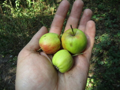 Malus sieversii