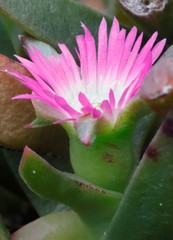 Carpobrotus aequilaterus