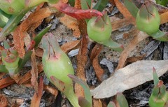 Carpobrotus aequilaterus