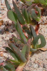 Carpobrotus aequilaterus