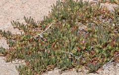 Carpobrotus aequilaterus