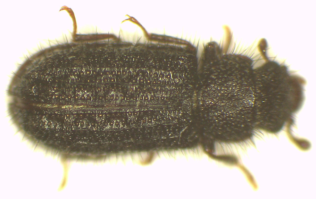 Necrobiopsis
