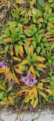 Angiospermae