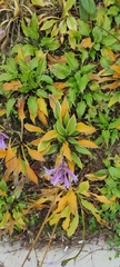 Angiospermae