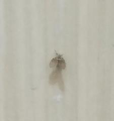 Clogmia albipunctata