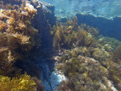 Bathytoshia brevicaudata