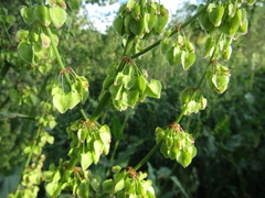 Rumex thianschanicus