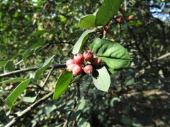 Cotoneaster neoantoninae