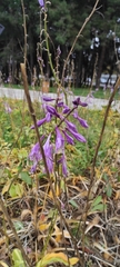 Angiospermae