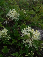 Clematis apiifolia