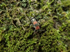 Xylotrechus rufilius