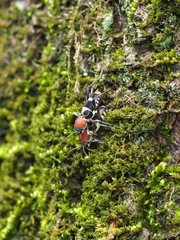 Xylotrechus rufilius