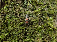 Xylotrechus rufilius