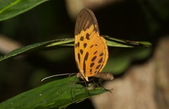 Heliconius numata lyrcaeus