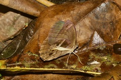 Posttaygetis penelea