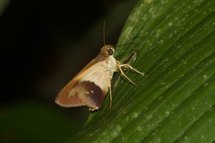 Calpodes longirostris