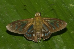 Phanus ecitonorum