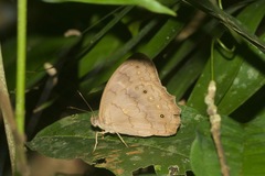 Pseudodebis valentina