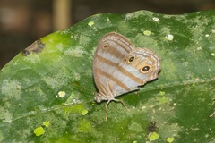 Chloreuptychia chlorimene