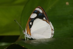 Dynamine coenus albidula