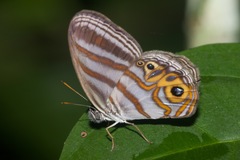 Chloreuptychia herseis