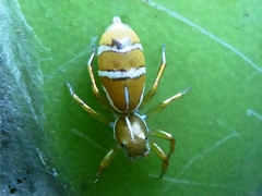 Cosmophasis bitaeniata