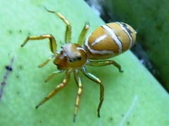 Cosmophasis bitaeniata
