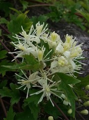 Clematis apiifolia