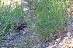 Erigeron jonesii