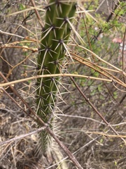 Corryocactus erectus