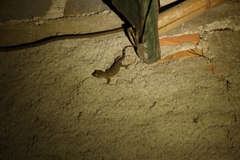 Gekko gecko