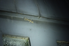 Gekko gecko