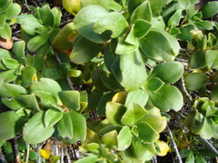 Coprosma serrulata