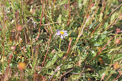 Erigeron leiomerus
