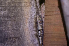 Gekko gecko