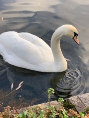 Cygnus olor