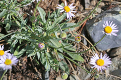 Erigeron tener