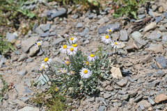 Erigeron tener