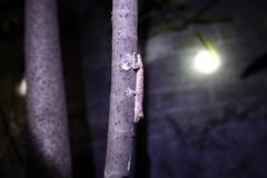 Gekko gecko