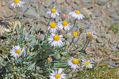 Erigeron tener