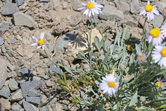 Erigeron tener