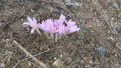 Colchicum stevenii