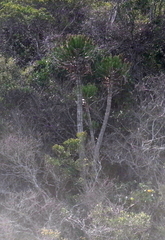 Euphorbia triangularis