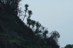 Euphorbia triangularis