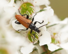 Lepturidea deplanchei