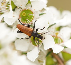 Lepturidea deplanchei