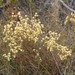 Stirlingia anethifolia - Photo (c) overlander (Gerald Krygsman), algunos derechos reservados (CC BY-NC), subido por overlander (Gerald Krygsman)